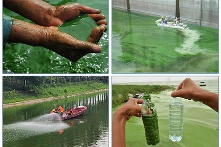 黄瓜缺少氮肥或氮肥过量的表现是什么？