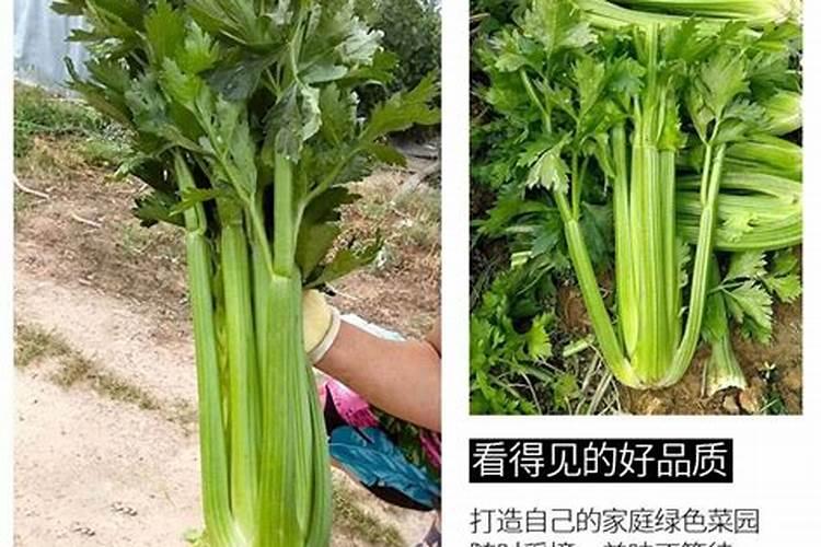 什么肥料使根系发达
