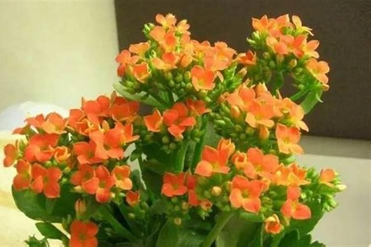 长寿花久不开花怎么办？如何养护开花