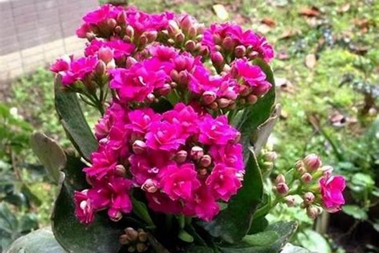 长寿花施什么肥好,长寿花施氮磷钾肥料最好