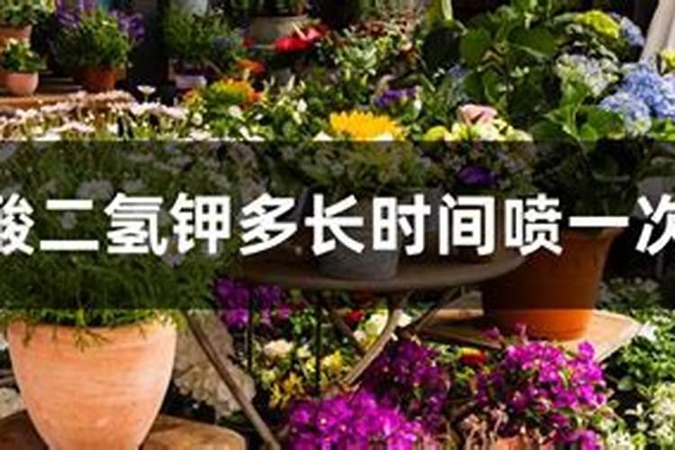 长寿花怎样使用磷酸二氢钾