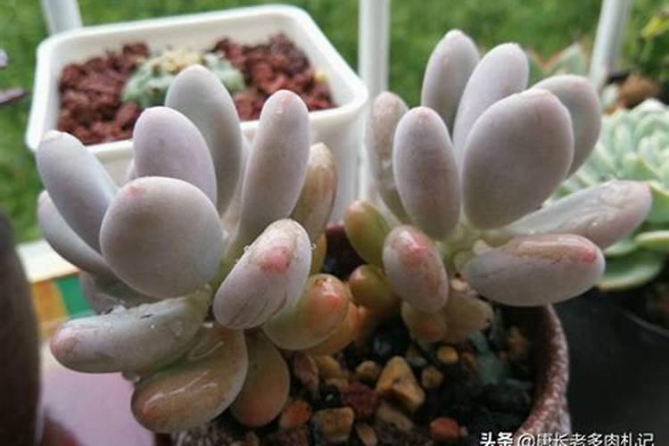 什么是螯合肥料,螯合肥料的特点有哪些