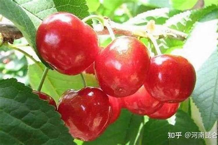 盆栽橘子树叶子发黄是怎么回事
