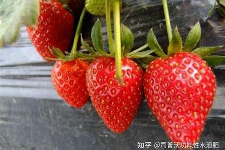 大棚草莓定植后的管理