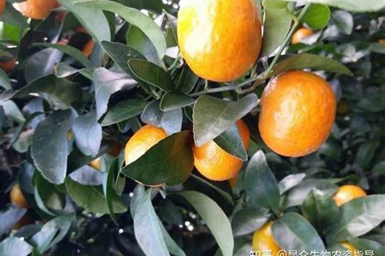 李子开花怎样保花保果
