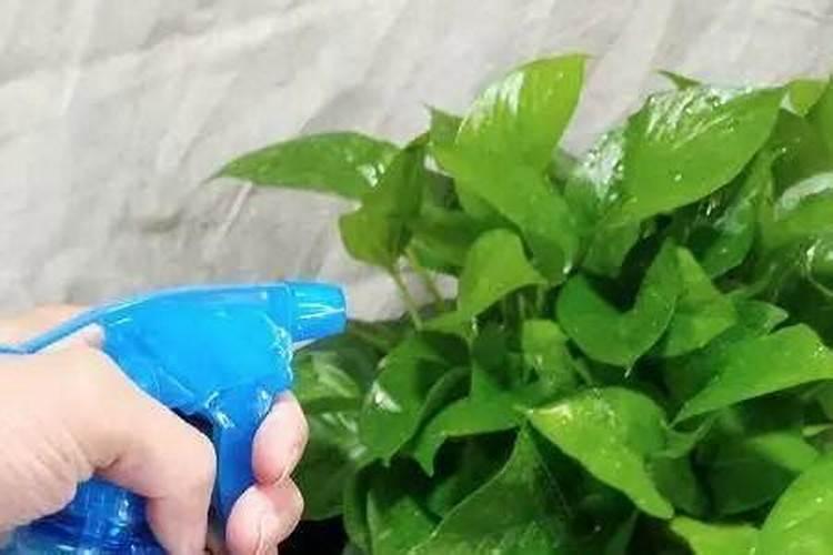 格力海棠花开多久