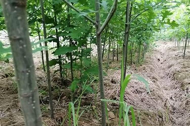 油菜用硼肥最佳时间花卉百科