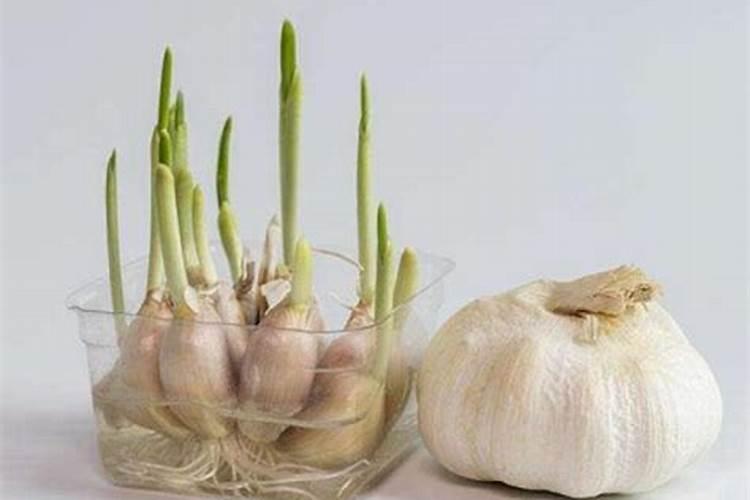 大蒜施什么肥料能让蒜皮红？