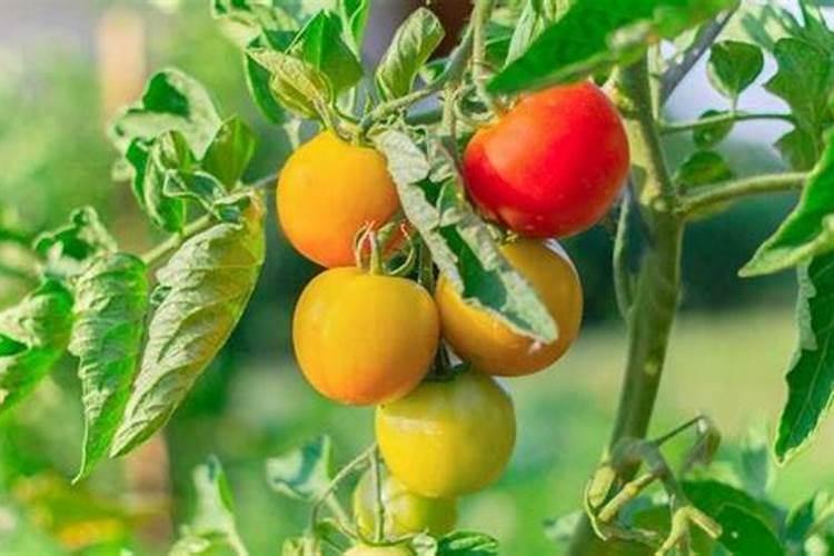 西红柿需要肥料的比例是多少？西红柿后期需要高钾肥？
