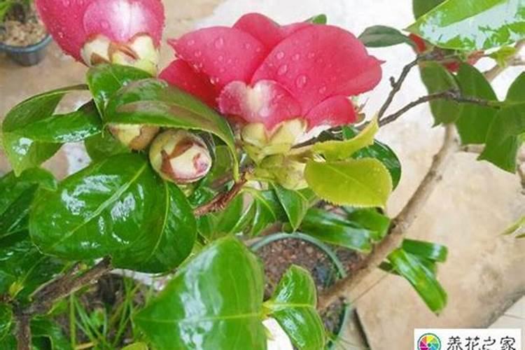 种植大豆需要上多少肥都上什么肥