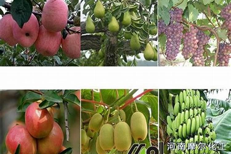 膨果最快最好的叶面肥