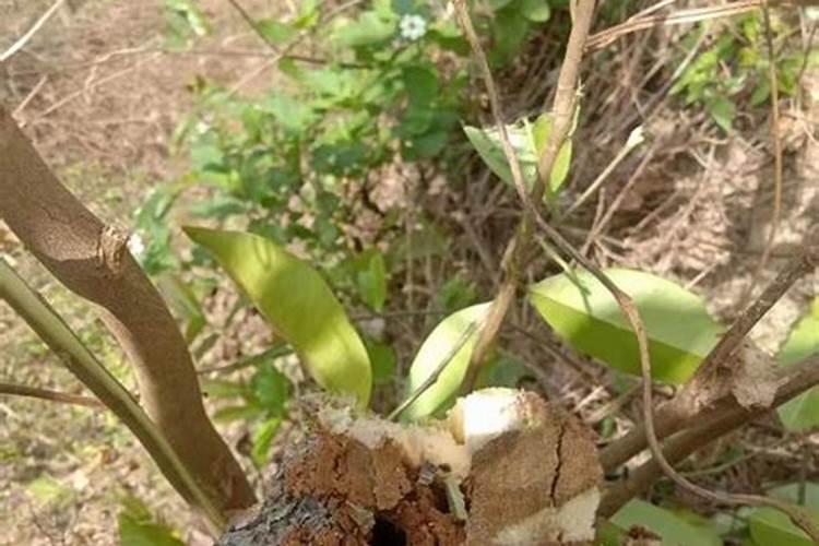 沉香苗什么时候种？沉香苗种植方法