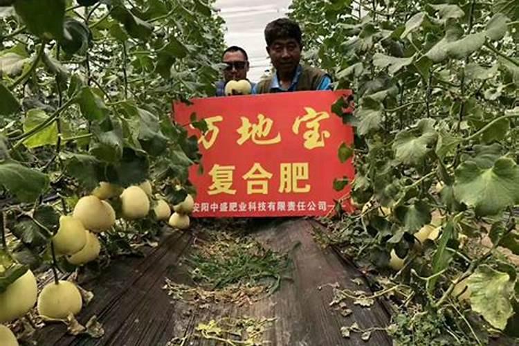 四季红山茶怎么换盆
