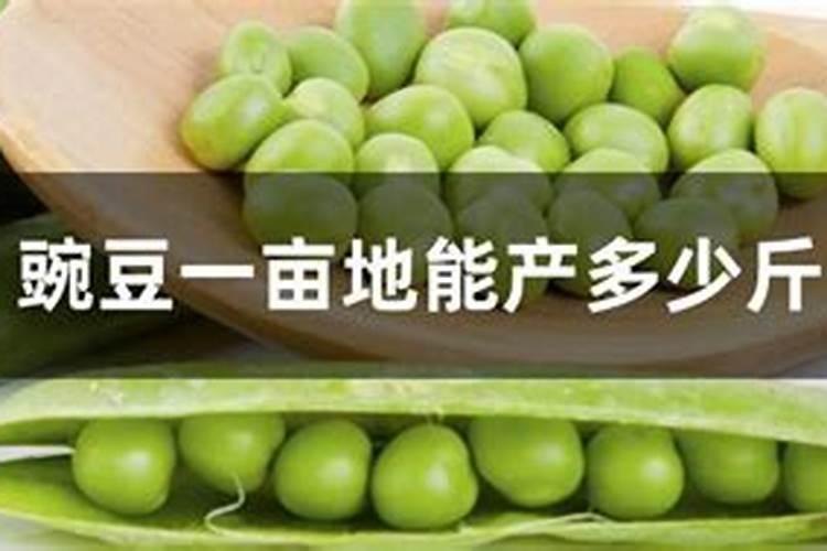 没熟的李子怎么做才好吃