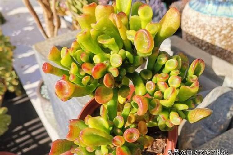 一亩鱼塘四大家鱼投放比例
