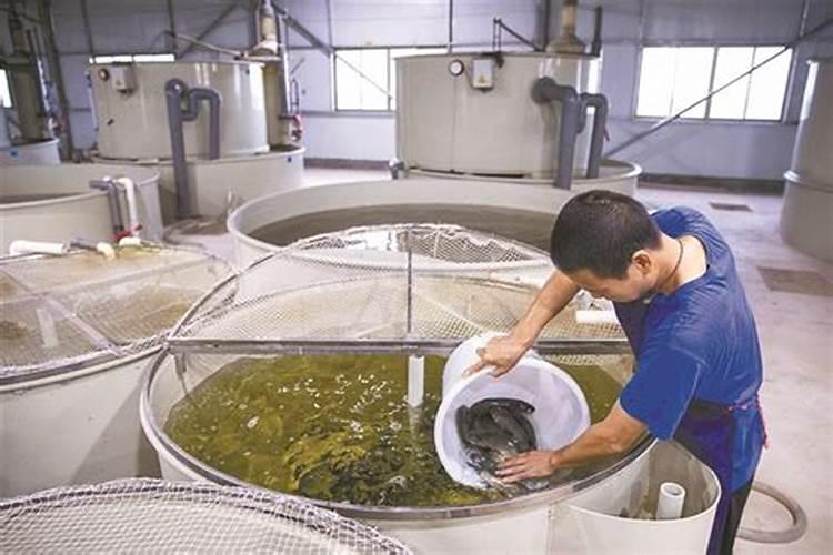 我用红糖酵母加鱼蛋白茵肥发酵可以吗