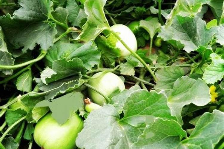 龙油豆4号栽培技术要点