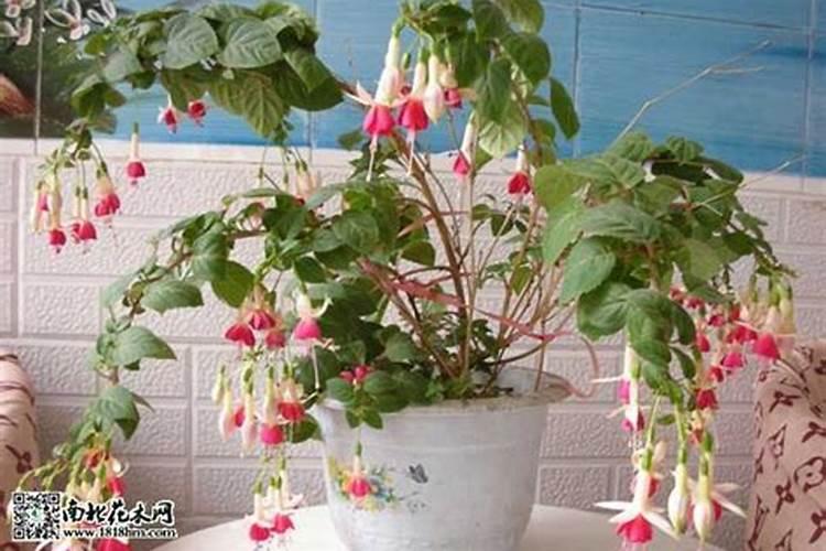 种魔芋用什么肥料