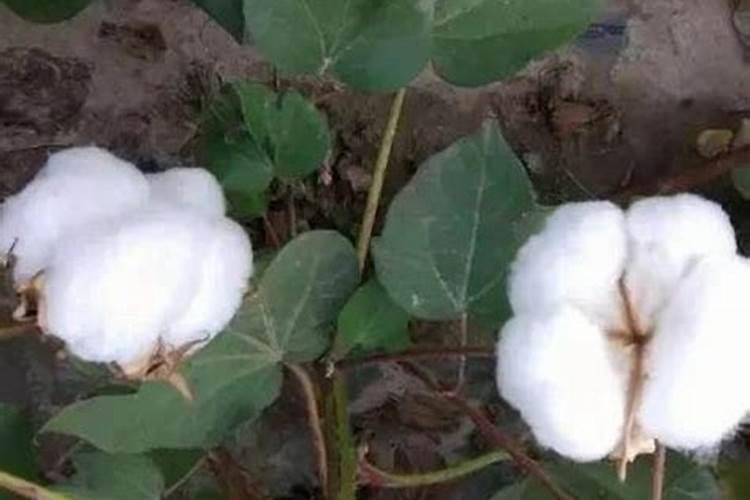 当前棉花叶面施肥怎么样追加