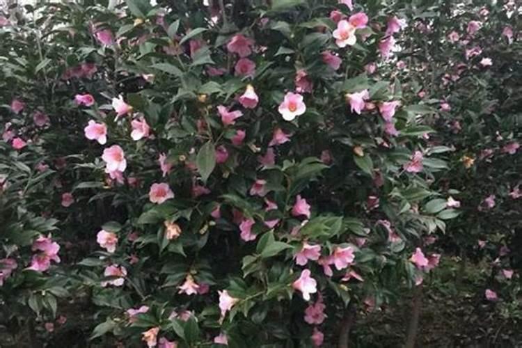 10斤水兑多少复合肥浇菜