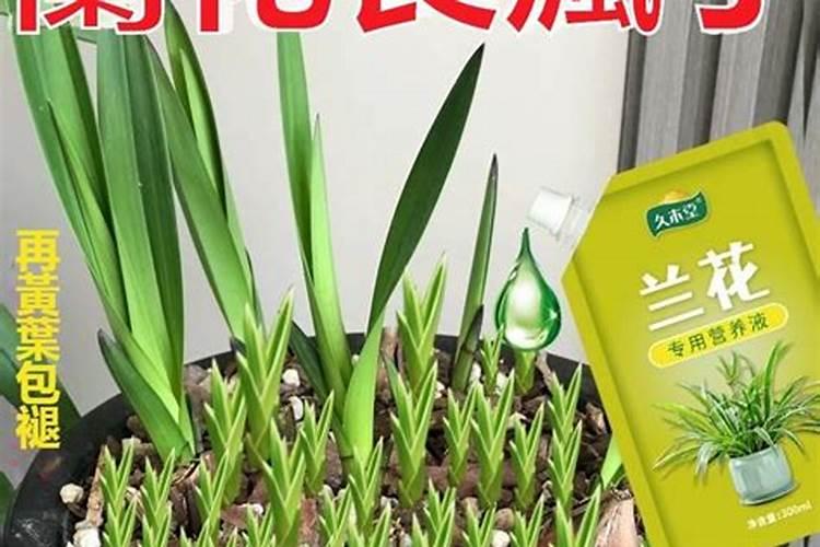 什么肥料能让花苞长得更多？