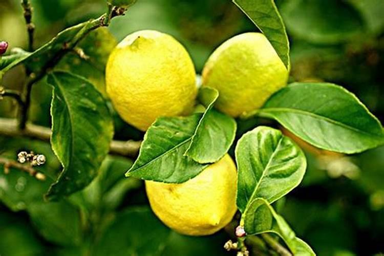 柠檬结果了用什么肥料