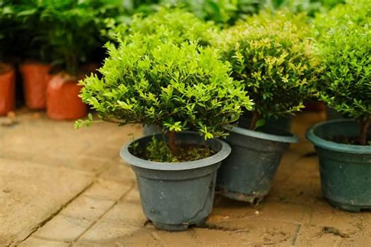 种植甘蔗用什么肥料最好