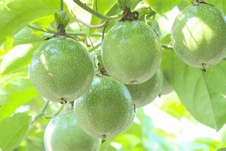 苹果树补钙的叶面肥有哪些苹果树叶面肥一年喷几次都喷什么肥