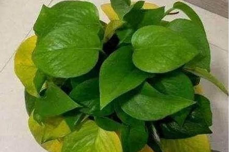 黄瓜什么时候施肥最好 黄瓜最好的施肥时间