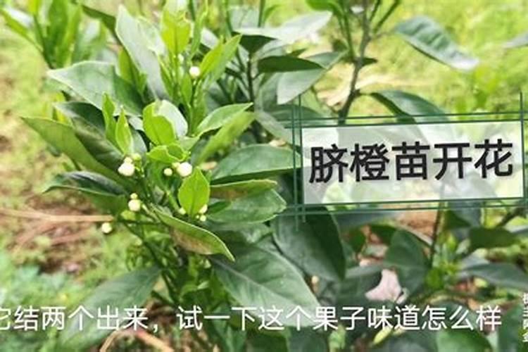 咪鲜胺和磷酸二氢钾可以用在脐橙树上吗？