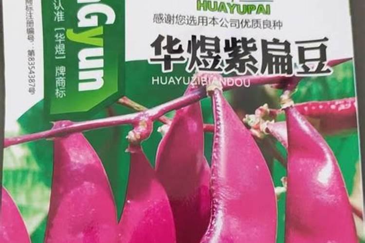 毛葱用啥叶面肥最好