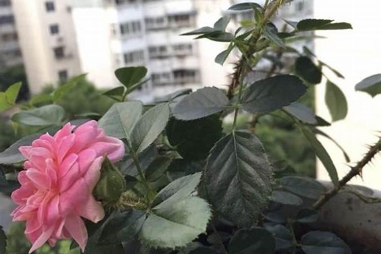 如何选购好用的叶面肥料