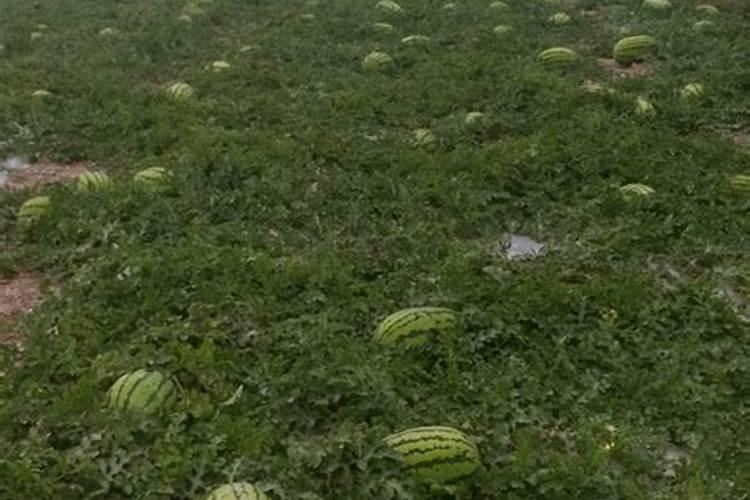 全国最大腐植酸生产厂家