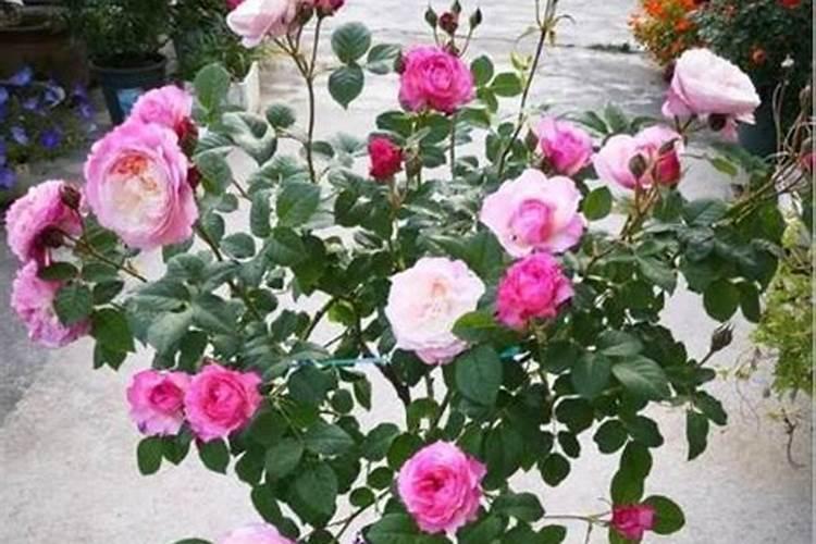 菜花什么时间施肥好？