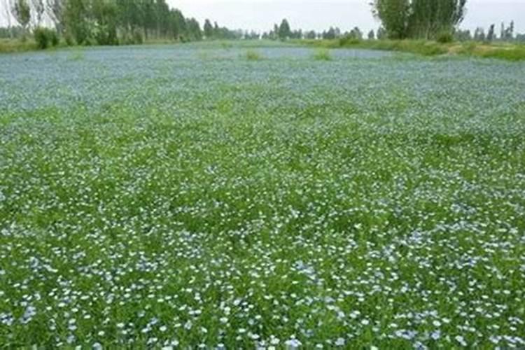如何识别茭白胡麻叶斑病？怎样防治？