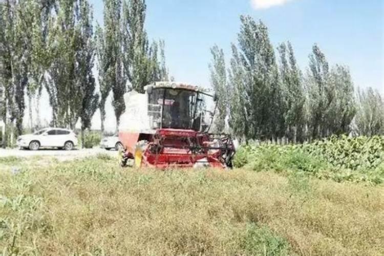 胡麻种植怎么整地施肥？