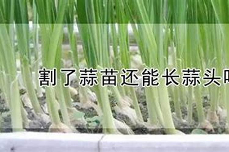 蒜苗几天浇一次水,每隔2～3天浇一次即可