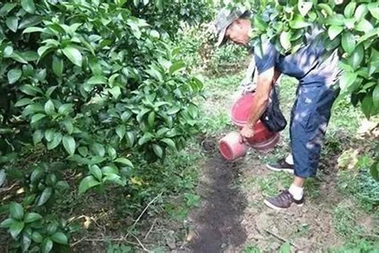 请问柑橘下冬肥三年树一棵要放多少中微量元素？