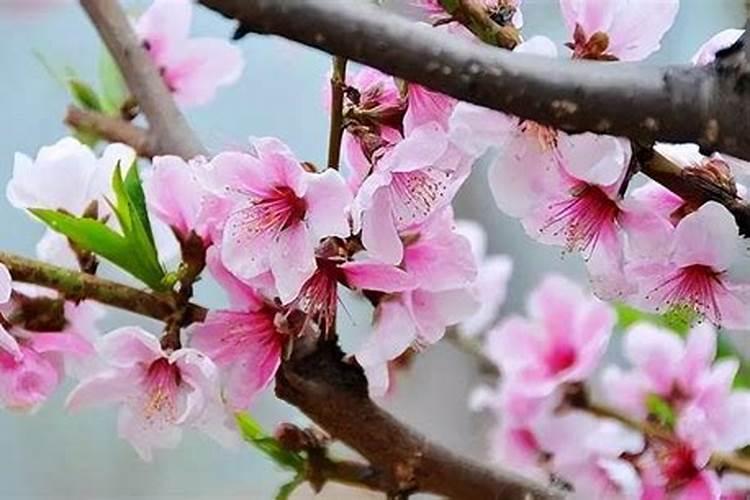 枯萎的玫瑰花的叶子可以当做肥料放在玫瑰花盆里吗？