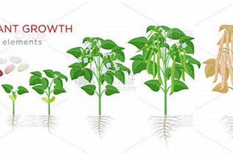 黄豆种植如何加强施肥管理