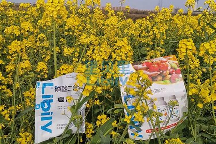 红薯苗长出地面喷什么叶面肥最好？