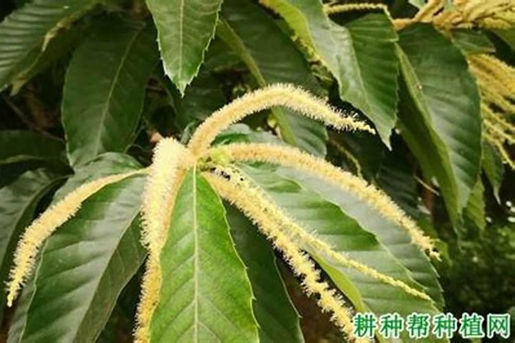 硼肥叶面喷施注意事项