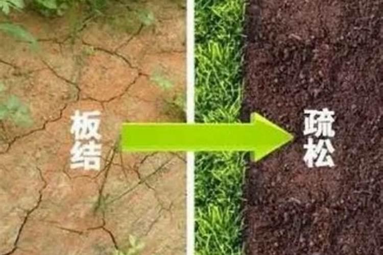敌百虫加矿物油能杀虫红蜘蛛吗？