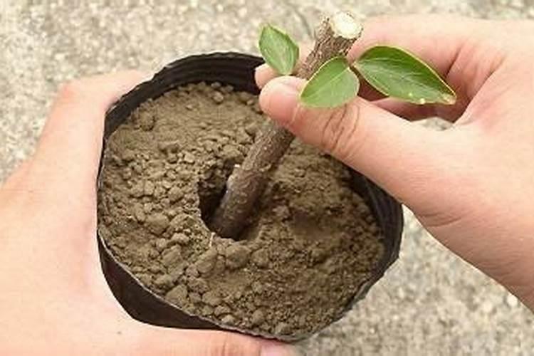 旱地玉米间作马铃薯怎么种植