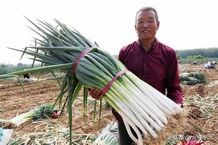 小白菜使用芸苔素内酯的功效和技术及注意事项有哪些？