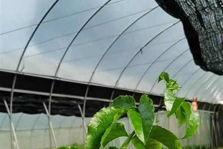 种植百香果什么时间施肥最好 百香果什么时候施肥