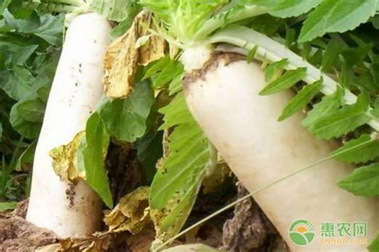 芋头用什么肥料最好