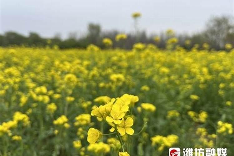 西瓜用什么肥料好