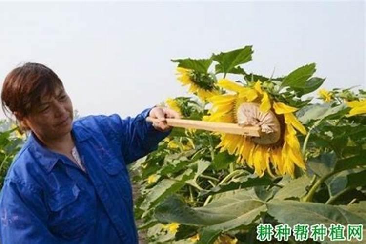 向日葵的施肥很重要,向日葵该怎样施肥？