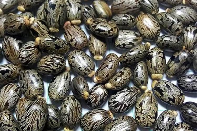 白兰花施什么肥料最好